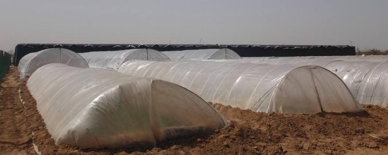 拱棚两侧如何保温