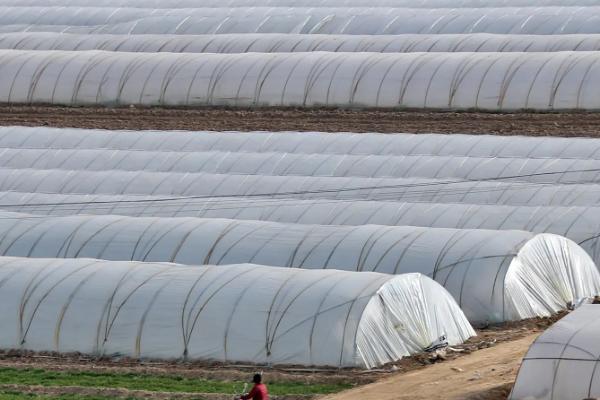 拱棚两侧如何保温,可在两侧的薄膜内再设一层膜