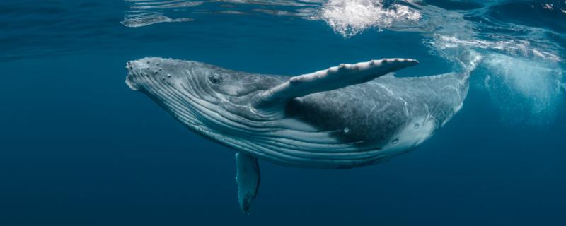 鲸鱼是鱼吗