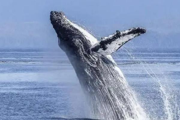 鲸鱼是鱼吗,不是鱼而是哺乳动物