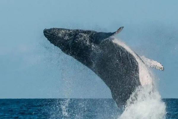 鲸鱼是鱼吗,不是鱼而是哺乳动物
