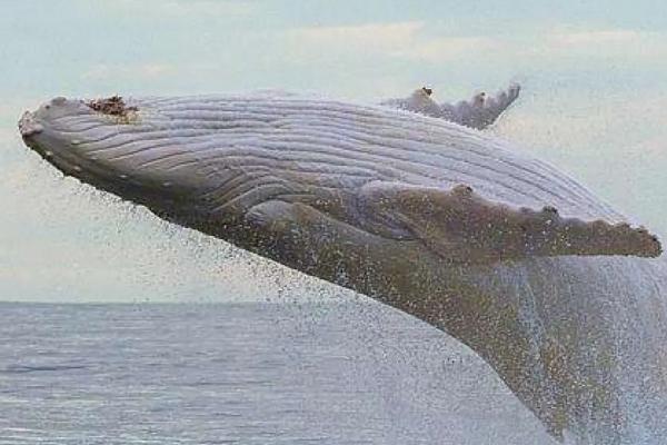 鲸鱼是鱼吗,不是鱼而是哺乳动物