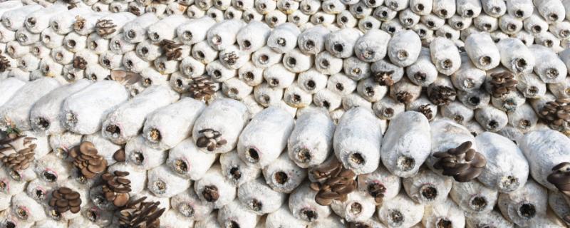 食用菌病虫害综合防治技术