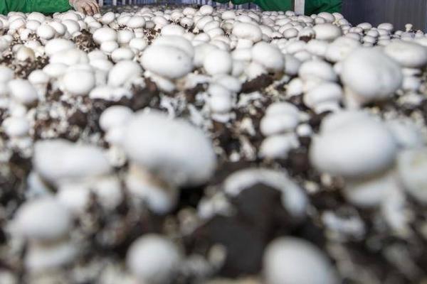 食用菌病虫害综合防治技术,应提高栽培管理技术水平