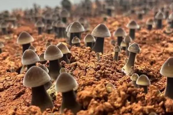 食用菌病虫害综合防治技术,应提高栽培管理技术水平