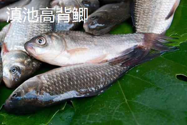 鲫鱼的种类,品种较多体型不一