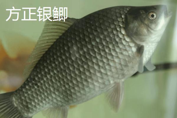 鲫鱼的种类,品种较多体型不一