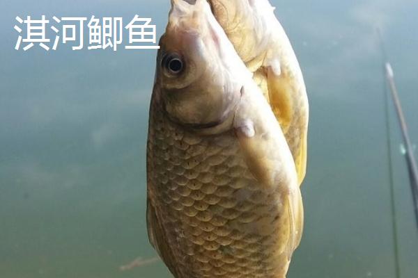 鲫鱼的种类,品种较多体型不一
