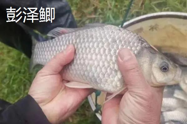 鲫鱼的种类,品种较多体型不一