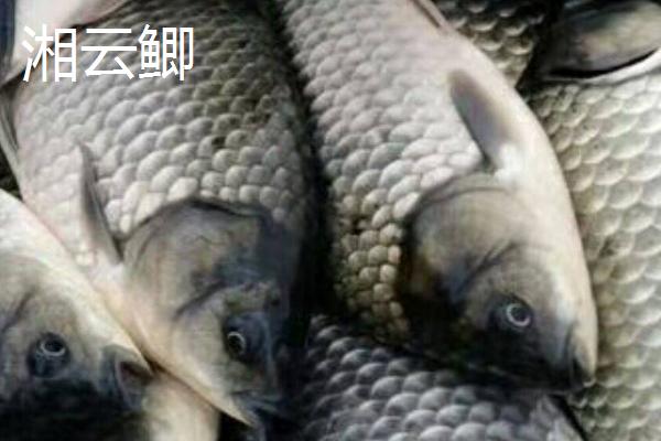 鲫鱼的种类,品种较多体型不一