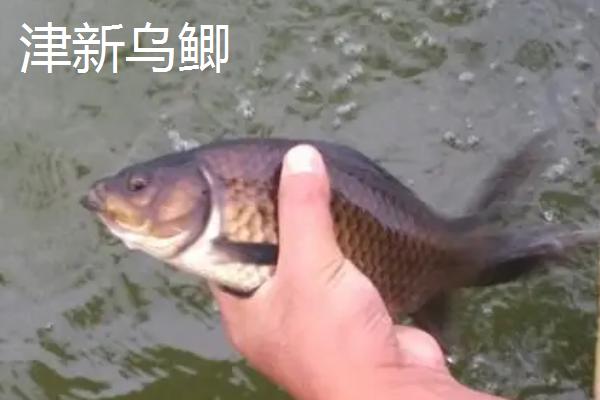 鲫鱼的种类,品种较多体型不一