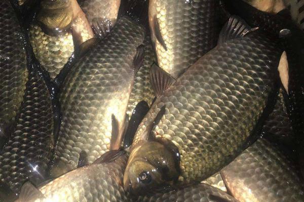 鲫鱼的种类,品种较多体型不一