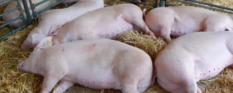 非洲猪瘟会感染吗