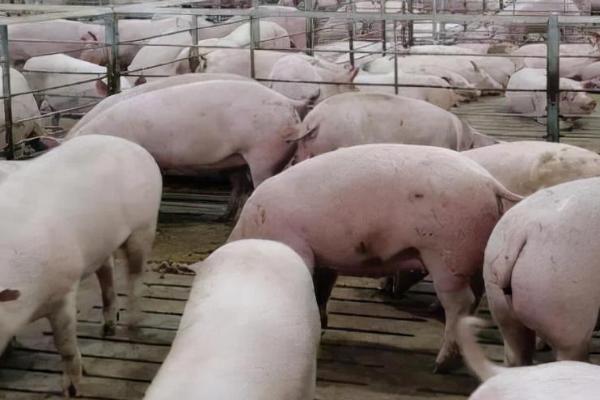 非洲猪瘟会感染吗,全群都有感染风险