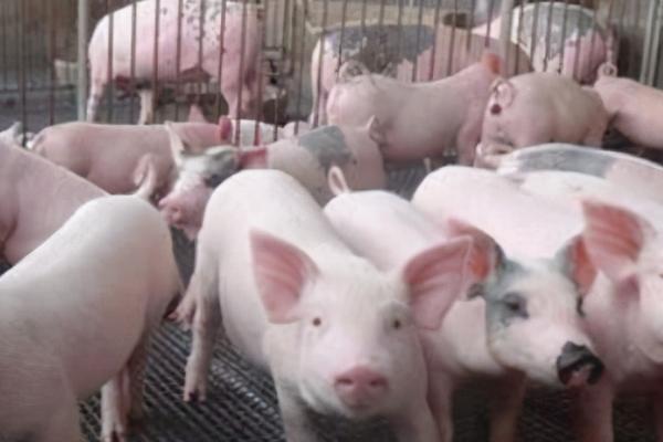 非洲猪瘟会感染吗,全群都有感染风险