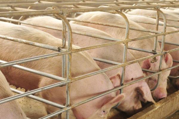 非洲猪瘟会感染吗,全群都有感染风险