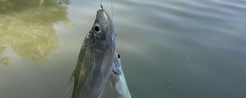 气温18℃左右如何垂钓翘嘴鱼