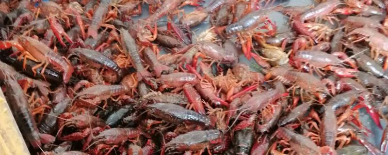 小龙虾的养殖方法