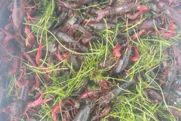 小龙虾的养殖方法,生石灰消毒7-15天后才能放苗