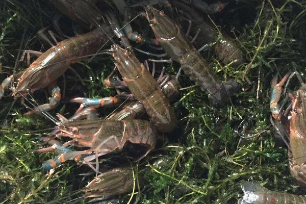 小龙虾的养殖方法,生石灰消毒7-15天后才能放苗