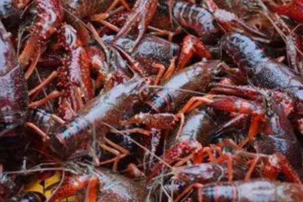 小龙虾的养殖方法,生石灰消毒7-15天后才能放苗