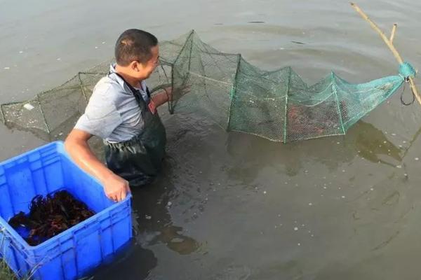 小龙虾的养殖方法,生石灰消毒7-15天后才能放苗