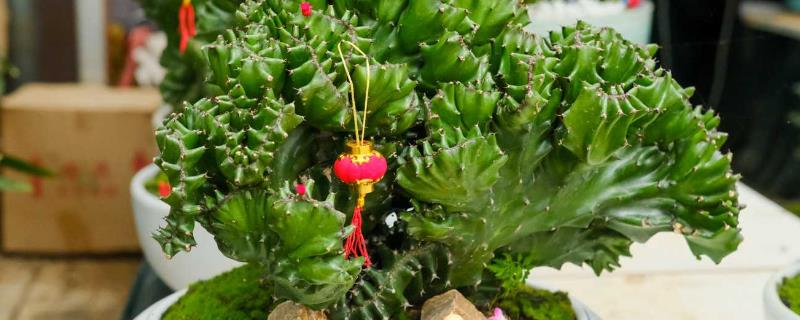 麒麟掌的分支能修剪吗