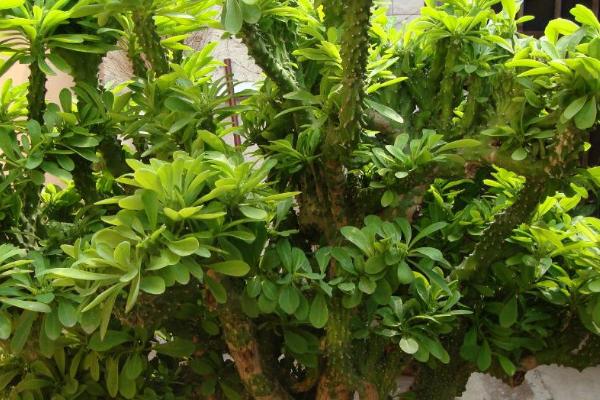 麒麟掌的分支能修剪吗,麒麟掌不可修剪