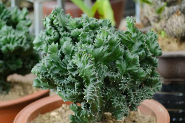 麒麟掌的分支能修剪吗,麒麟掌不可修剪