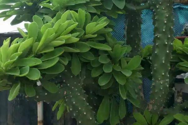 麒麟掌的分支能修剪吗,麒麟掌不可修剪