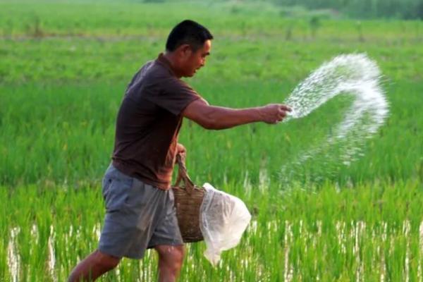 化肥施用方法,四个错误要避免