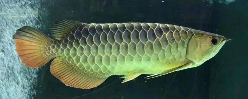 过背金龙鱼好不好养