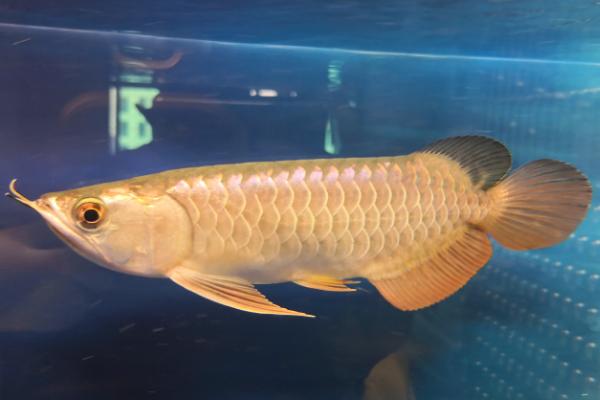 过背金龙鱼好不好养,饲养难度并不大