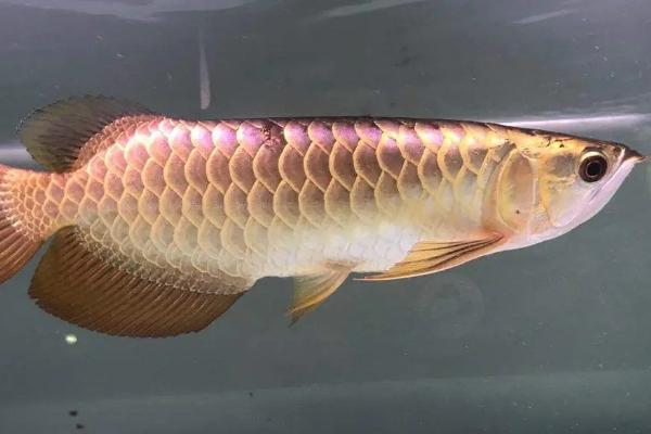 过背金龙鱼好不好养,饲养难度并不大