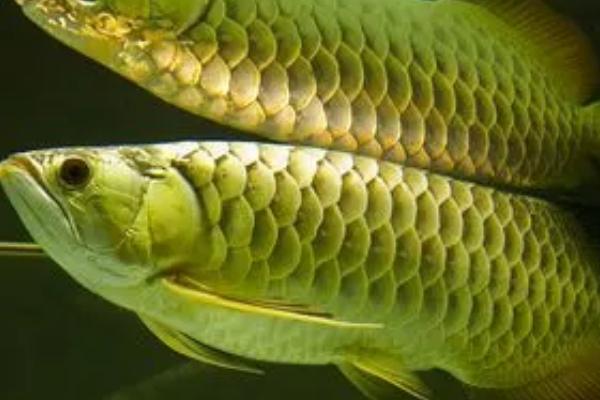 过背金龙鱼好不好养,饲养难度并不大