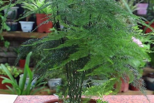 文竹怕冷吗,既怕冷又怕阳光直射