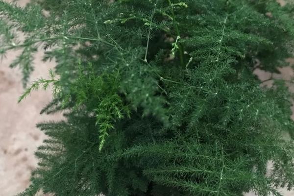 文竹怕冷吗,既怕冷又怕阳光直射