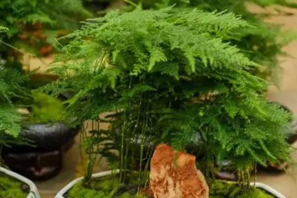 文竹怕冷吗,既怕冷又怕阳光直射