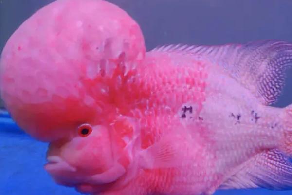 罗汉鱼怎么养,通常要用1米左右的鱼缸