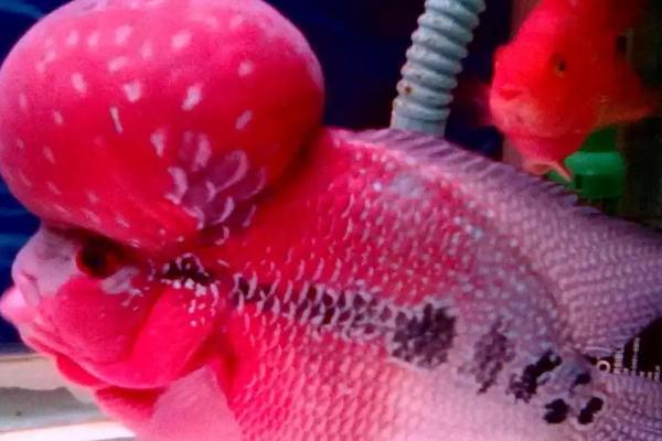 罗汉鱼怎么养,通常要用1米左右的鱼缸