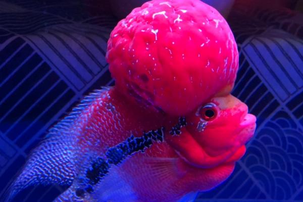 罗汉鱼怎么养,通常要用1米左右的鱼缸