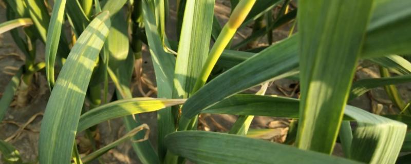 大蒜抽苔后多久收蒜