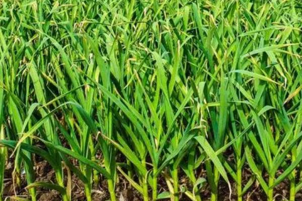 大蒜抽苔后多久收蒜,抽苔后1个月左右便可收蒜