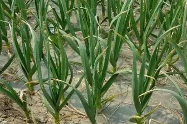 大蒜抽苔后多久收蒜,抽苔后1个月左右便可收蒜