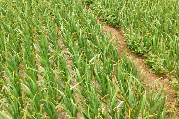 大蒜抽苔后多久收蒜,抽苔后1个月左右便可收蒜