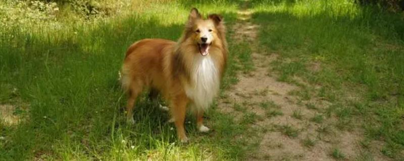 喜乐蒂吃什么狗粮好