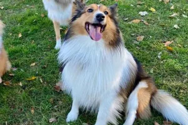 喜乐蒂吃什么狗粮好,喜乐蒂对粗蛋白要求较高