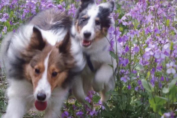 喜乐蒂吃什么狗粮好,喜乐蒂对粗蛋白要求较高