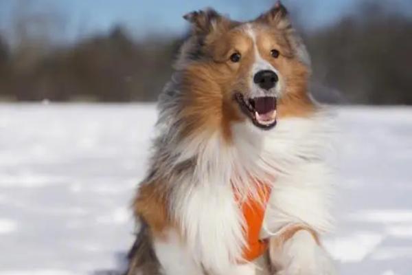 喜乐蒂吃什么狗粮好,喜乐蒂对粗蛋白要求较高