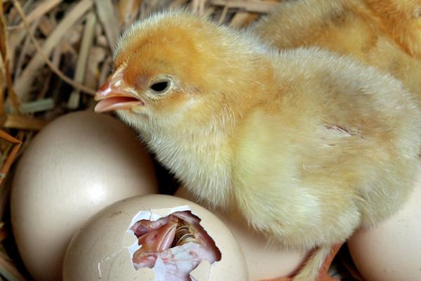 十一月份母鸡能孵小鸡吗,母鸡在一年四季都能育雏